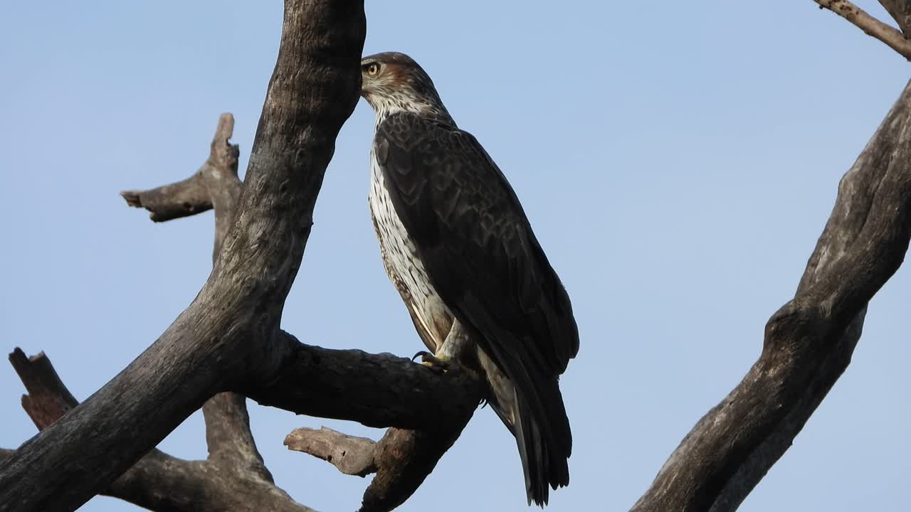 águila esperando en el árbol uhd mp4 4k