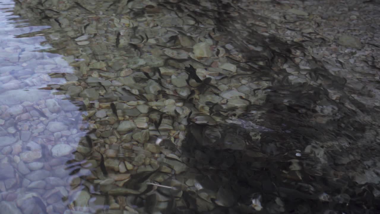 Close up of a herd with small fish swimming fast over white pebbles of lake bottom with clear water