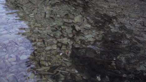 Close-up-of-a-herd-with-small-fish-swimming-fast-over-white-pebbles-of-lake-bottom-with-clear-water