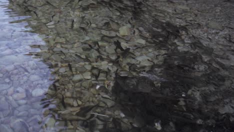 cerca de una manada con peces pequeños nadando rápido sobre guijarros blancos del fondo del lago con agua clara