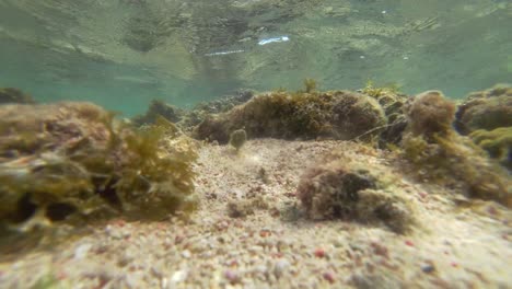 arrecife de coral visto desde el fondo del mar cerca de tulum mexico