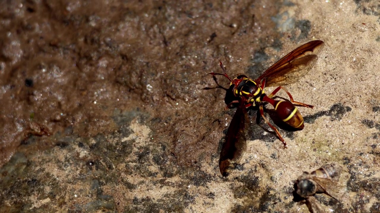 Video de primer plano de vida silvestre de Monoceromyia polistoides, una mosca de las flores que imita a una avispa de la familia Syrphidae, bebiendo activamente en su hábitat forestal natural