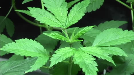 una planta de marihuana al principio de su ciclo vegetativo