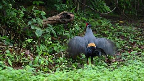 siamese fireback, lophura diardi