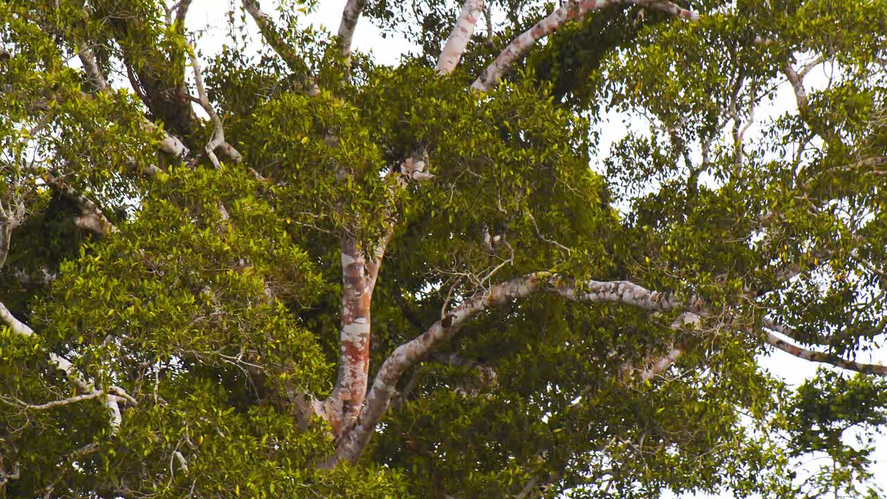 POV shot of a massive tree in the Peruvian Rain forest thats spread wide