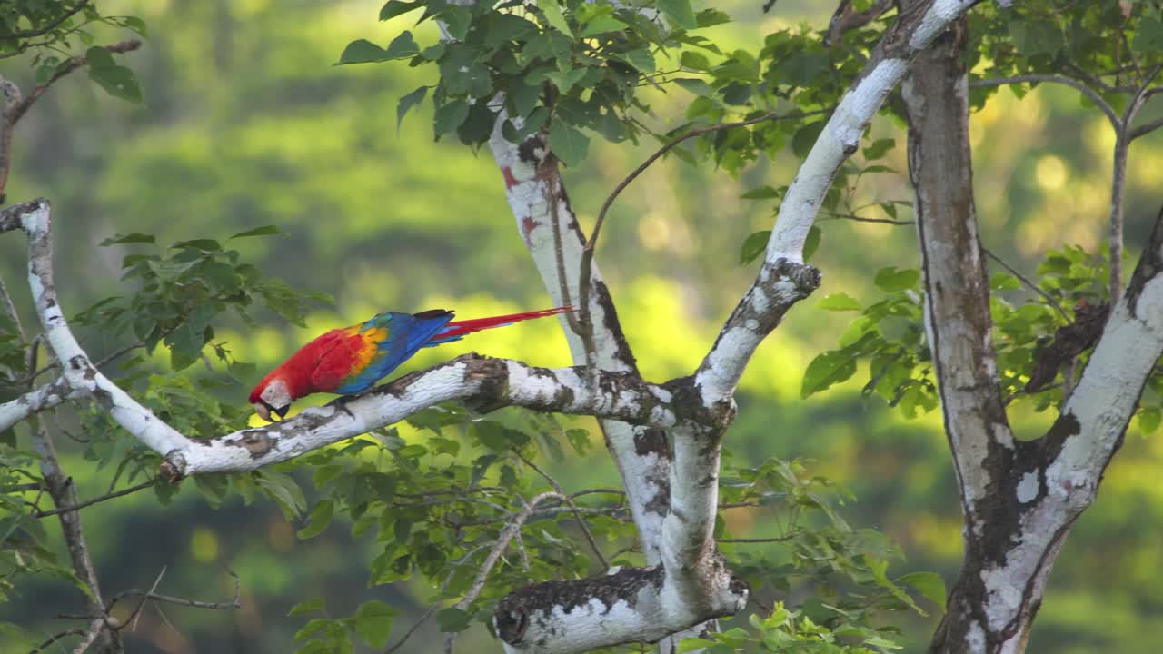 Brilliant morning light illuminates a Scarlet Macaw as it looks around and walks on a branch in Peru’s jungle.