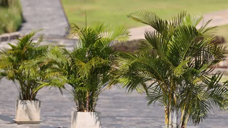 palm tree moving gently in the wind