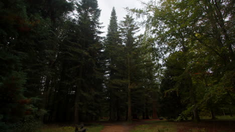 Plano-Amplio-De-árboles-En-El-Arboreto-De-Blackwater