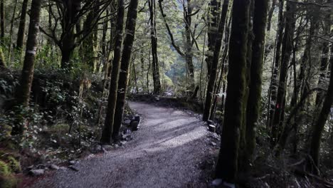 Pov-Auf-Einem-Kiesweg-Durch-Nassen-Grünen-Regenwald-In-Richtung-Fluss