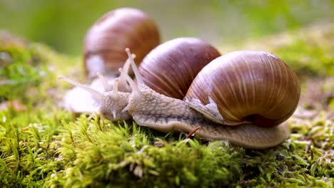 Helix pomatia also Roman snail, Burgundy snail
