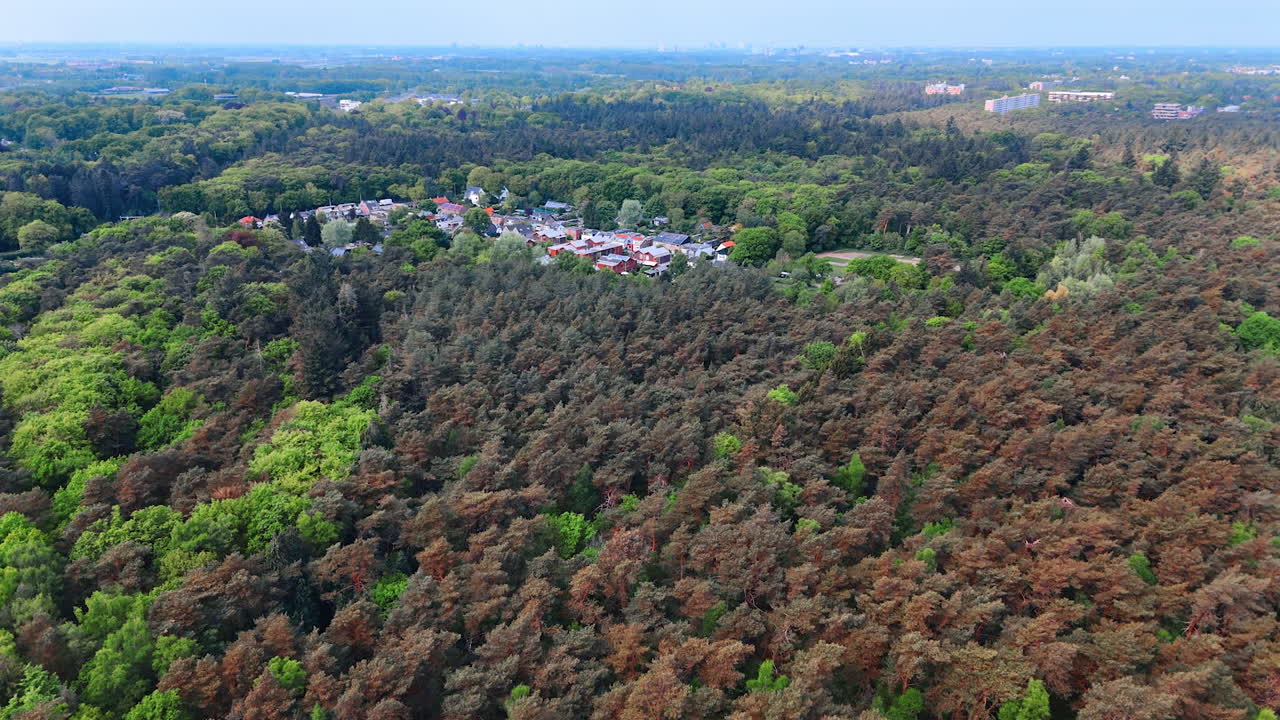 Colorful forest landscape. Lush forest area with vibrant greenery mixed with brown foliage, overlooking a small residential neighborhood