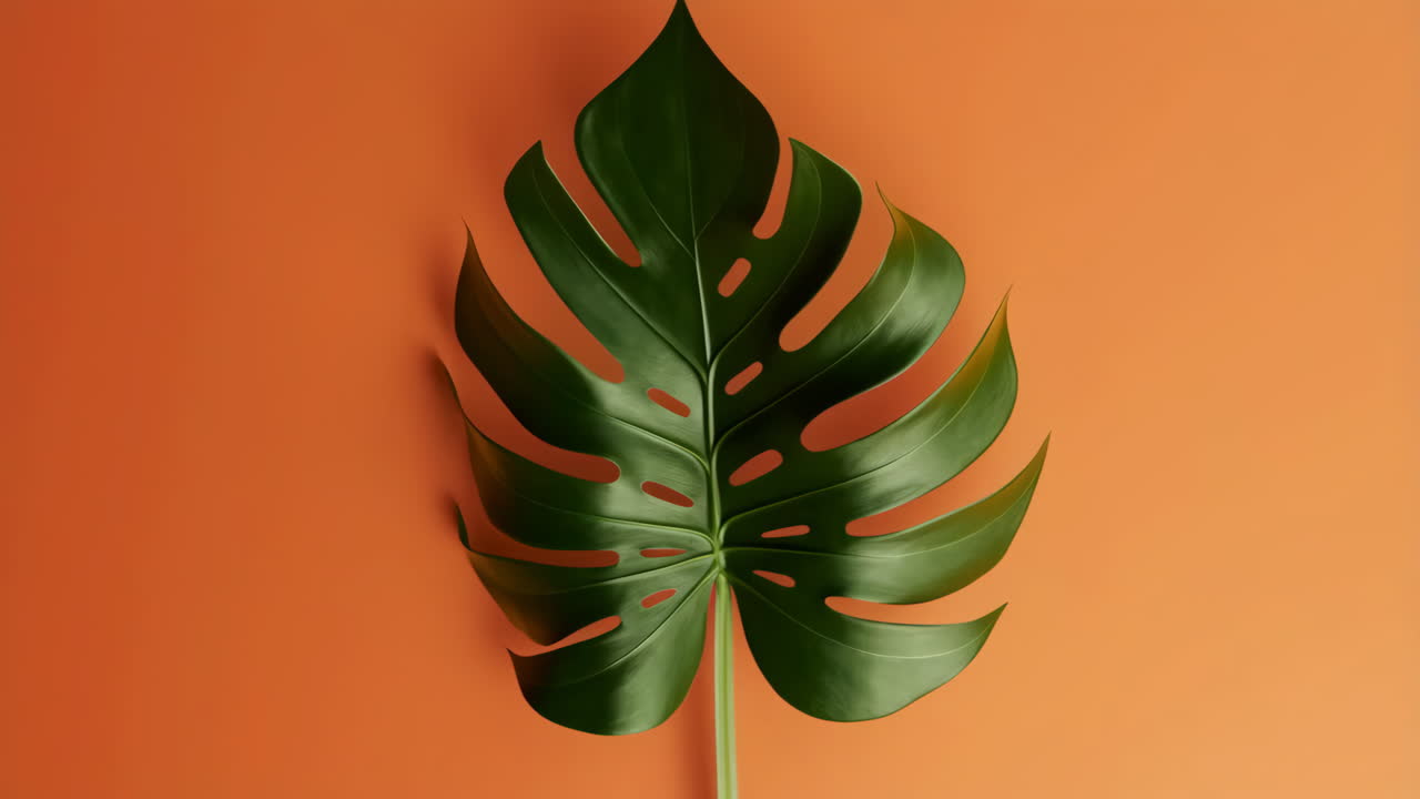 Monstera Leaf on Orange Background