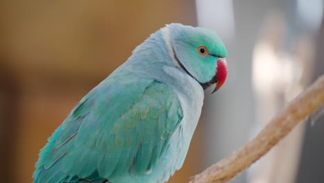 blue color rose-ringed parakeet psittacula krameri - profile close-up