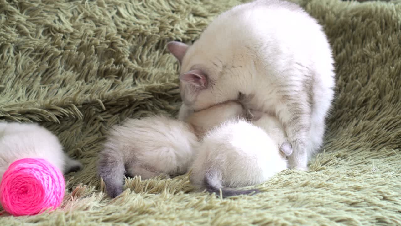 새끼 고양이는 고양이의 엄마의 우유를 먹고 있습니다.