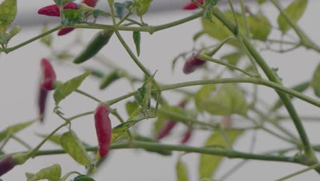 chiles rojos y verdes balanceándose en el viento en una planta de chile