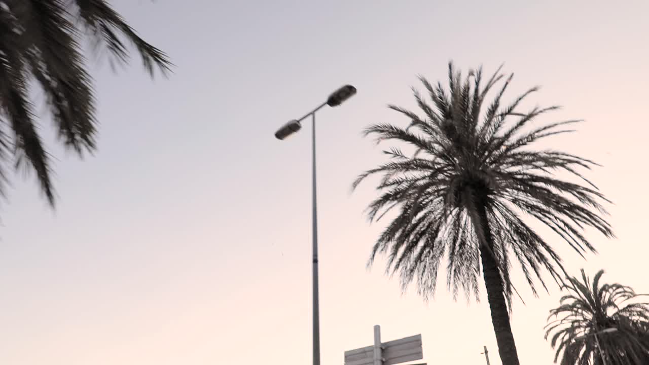 Driving through palm trees at the sunset. wide shot. Look up at palm trees against afternoon sky