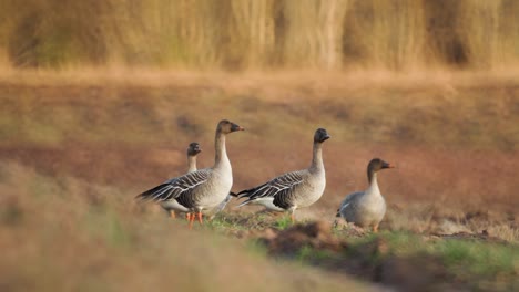 Cría-De-Gansos-De-Frijol-En-El-Campo-Del-Norte-De-Europa