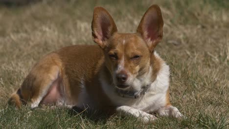 sleeping dog in the sun light