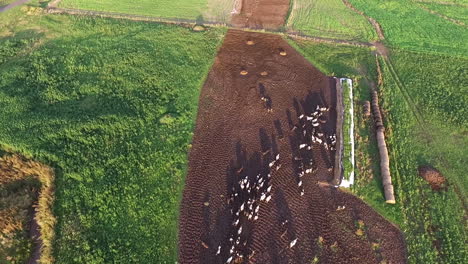 birdseye aerial view of domestic animals in a farming land at countryside of argentina, drone shot