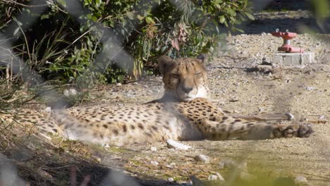 leopardo tendido al sol
