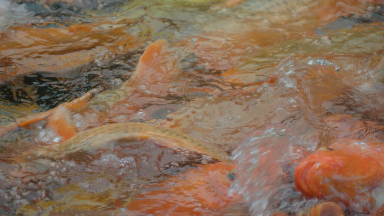 매우 밀집된 코이 물고기의 클로즈업