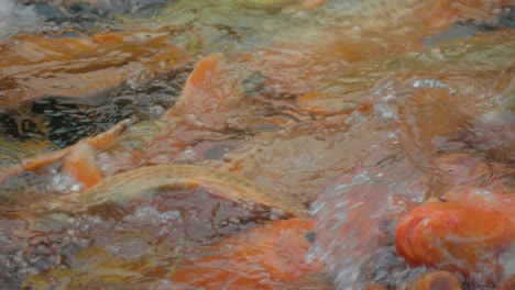 close-up of extremely dense packed koi fish