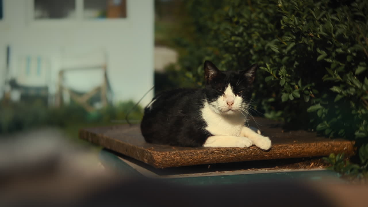 동물 보호소에서  ⁇ 을  ⁇ 고 있는 이색 스모킹 고양이