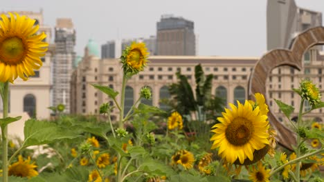 city developments, sunflower petals, floral beauty, heart shaped ornament