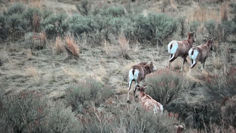 A-Herd's-Haven:-Bighorn-Sheep-in-Kamloops