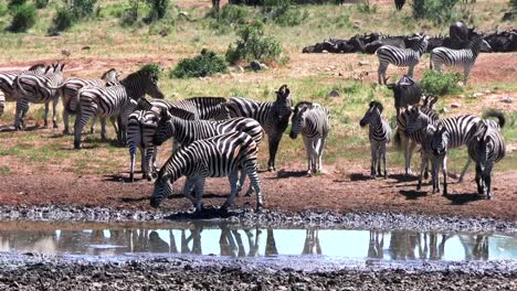 herd of zebras in africa swing tails on hot day near muddy water source