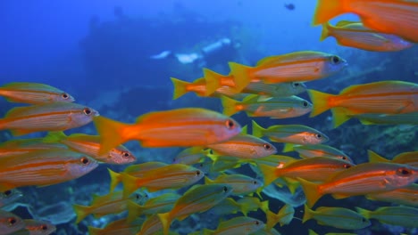 la cámara se acerca a una gran escuela de pequeños peces amarillos que no son tímidos