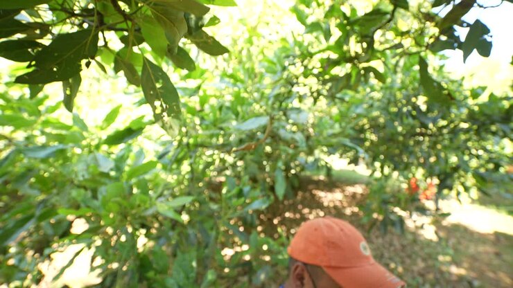 SLOW MO: AVOCADO BEING HARVEST DOWN FROM A TREE