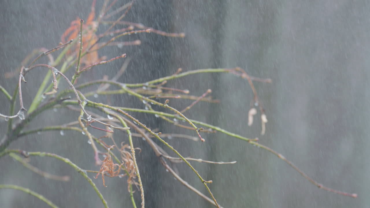 Raindrops on delicate branches in a calm garden scene