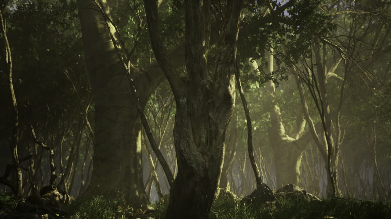 Enchanted forest bathed in golden sunlight at dawn reveals natures splendor