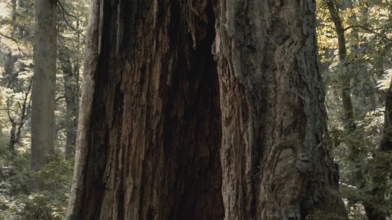 movimiento ascendente y descendente de grandes árboles en las montañas de chile