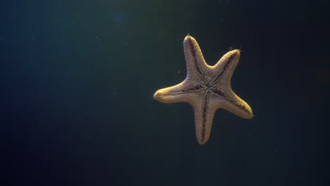 Yellow-Starfish-Floating-in-a-Fish-Tank-on-a-Dark-Blue-Background,-Sea-Star-Underwater