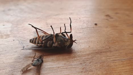 primer plano del insecto tábano tabanidae diptera acostado boca arriba sobre una superficie de madera