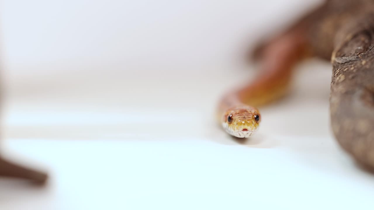 A corn snake moves across a white background, showcasing its vibrant colors and smooth motion