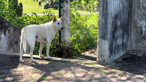 two dogs exploring a garden entrance