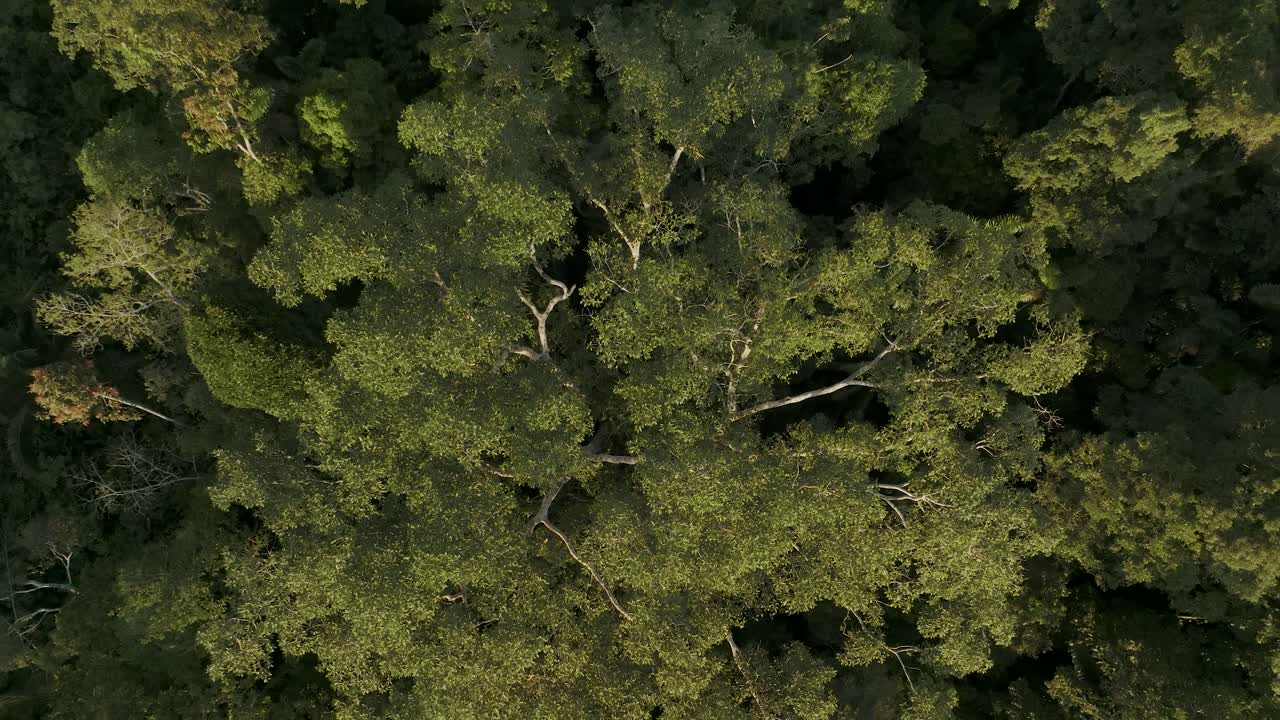 Drone Ascending Through Tree Canopies On Rainforest In The Amazon Of Ecuador