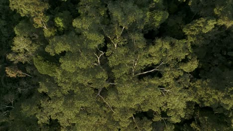 drone ascending through tree canopies on rainforest in the amazon of ecuador