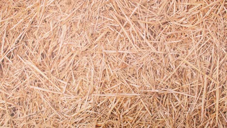 fresh eggs appear in circle on straw theme. stop motion