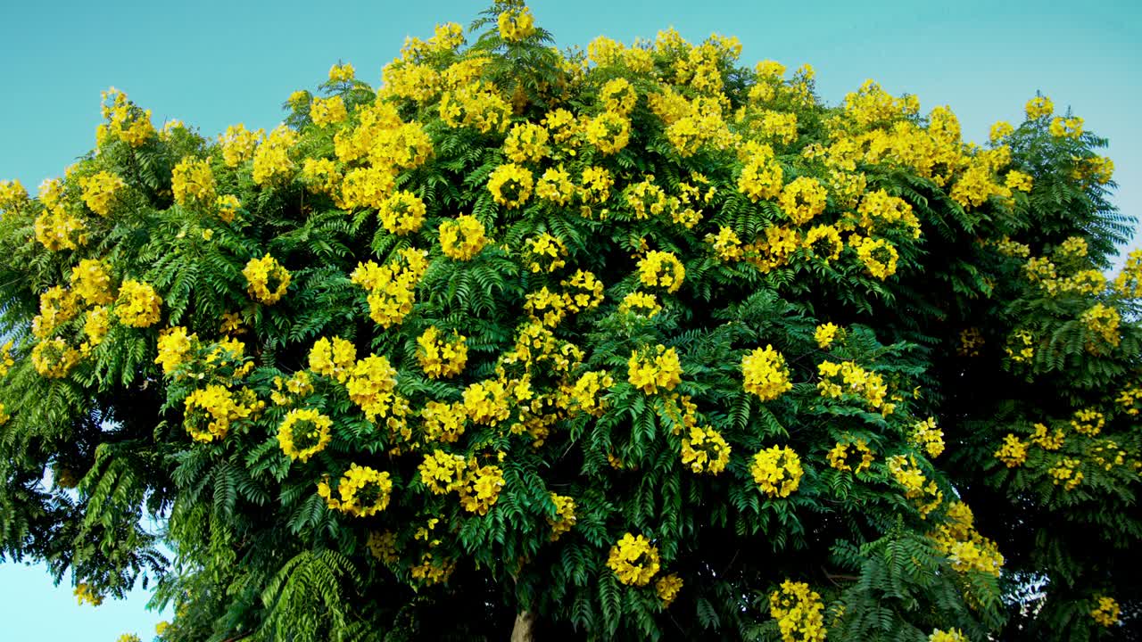 яркое и цветущее золотое медальонное дерево