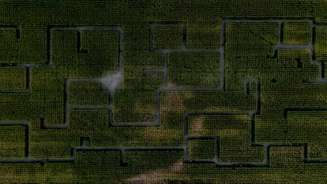 Large-green-corn-maze,-aerial-top-down-view-from-high-above