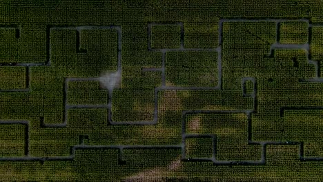 large green corn maze, aerial top down view from high above