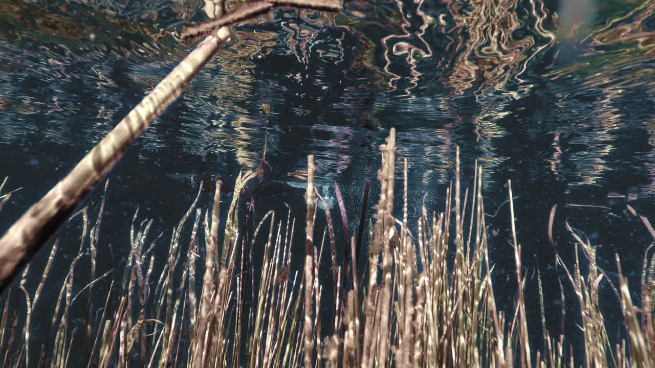 수면 근처의 해초 사이에서 헤엄치다