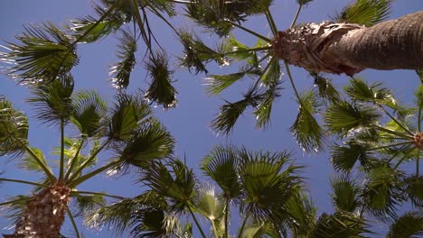 hermosas palmeras contra el cielo azul