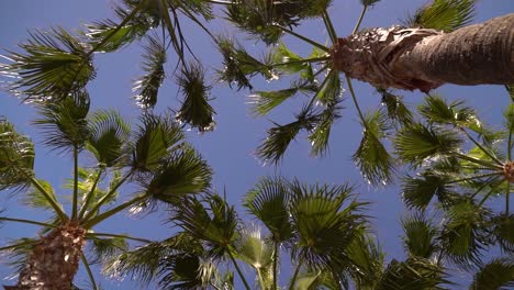 beautiful palm trees against blue sky