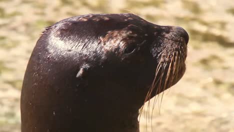 Sea-Lion-10-2