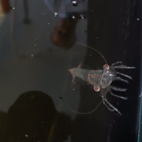large shrimp in water. close-up of alive shrimp crawl in special container with water. shrimp farm.